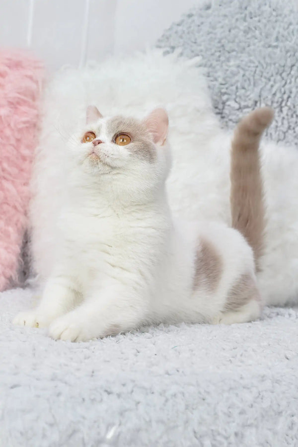 Cute white and tan cat from Xandria British Shorthair Kitten collection