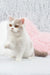 White and gray British Shorthair kitten Xandria playfully raising her paw