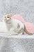 White and tan British Shorthair kitten named Xandria looking adorable