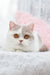 Cute bicolor cat showcasing the adorable Xandria British Shorthair Kitten product