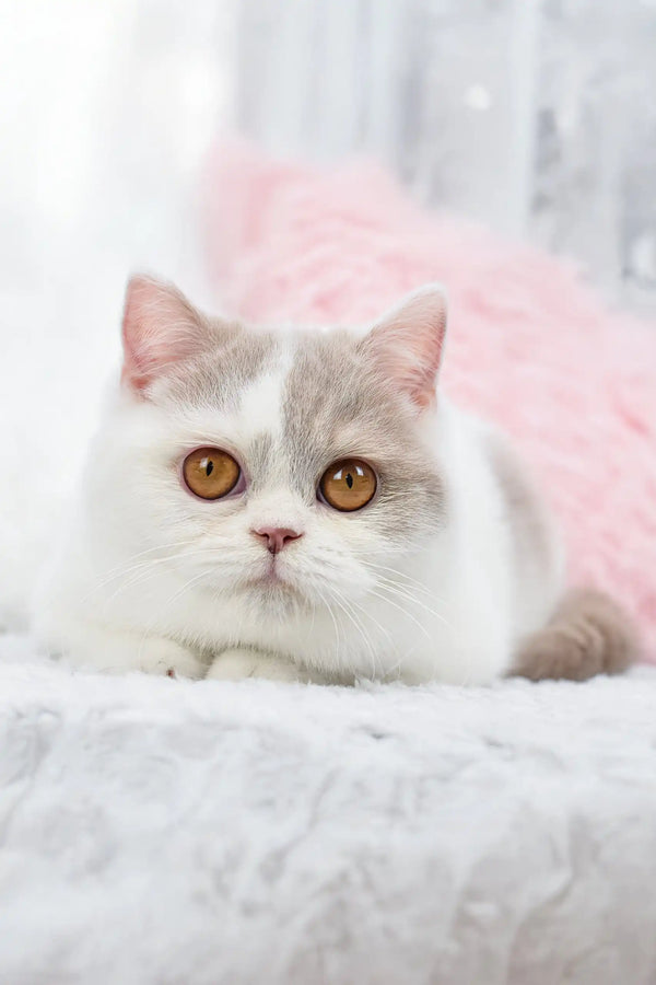 Cute bicolor cat showcasing the adorable Xandria British Shorthair Kitten product