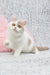 Cute white and tan kitten from Xandria British Shorthair Kitten collection