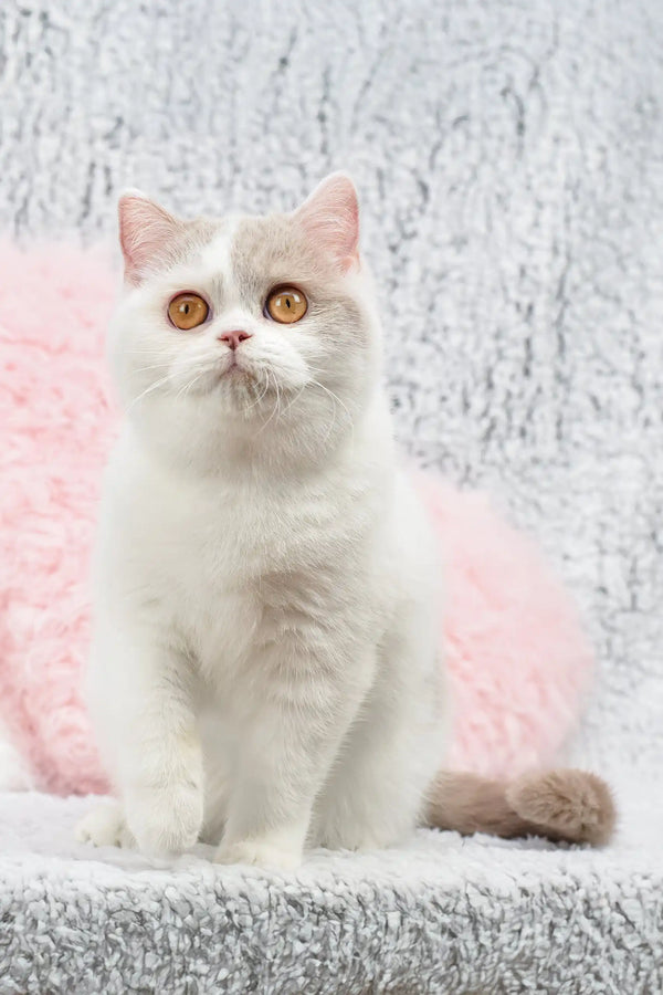 White and gray British Shorthair kitten named Xandria with striking orange eyes