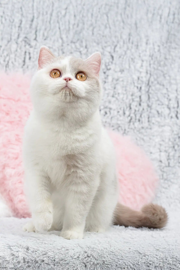 White and gray British Shorthair kitten with amber eyes named Xandria