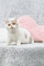 Cute white and gray British Shorthair kitten named Xandria looking playful