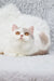 White and gray British Shorthair kitten named Xandria with amber eyes