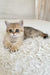 Xandy | british shorthair kitten