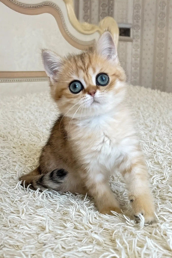 Xandy | british shorthair kitten