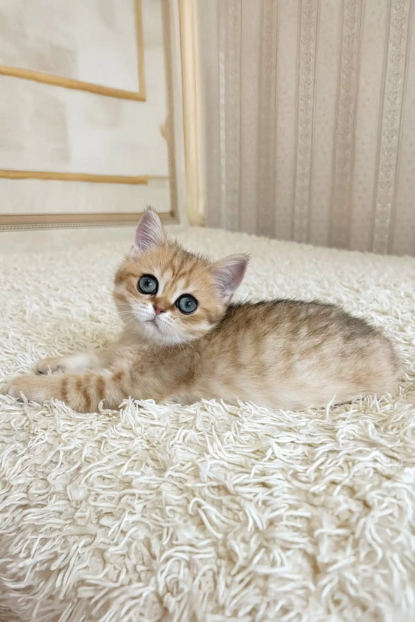 Xandy | british shorthair kitten