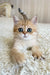 Xandy | british shorthair kitten