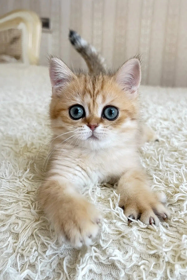 Xandy | british shorthair kitten