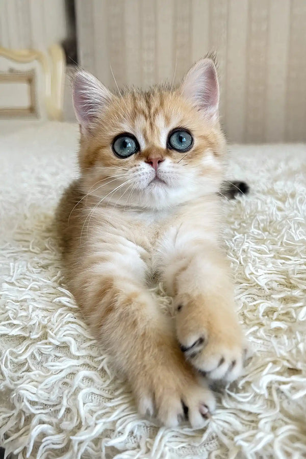 Xandy | british shorthair kitten