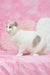 Adorable white and tan British Shorthair kitten named Xane looking playful