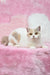 Cream and white British Shorthair kitten with golden eyes named Xane