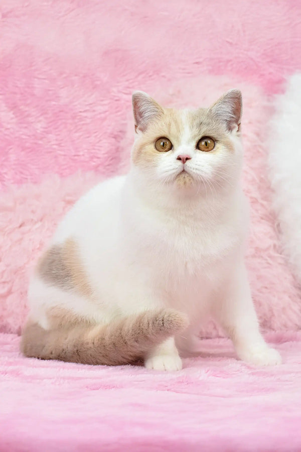 Cute white and tan cat from Xane British Shorthair Kitten product lineup