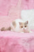 White and tan British Shorthair kitten named Xane looking adorable and playful