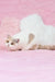 Adorable White and Tan cat featured in the Xane British Shorthair Kitten product