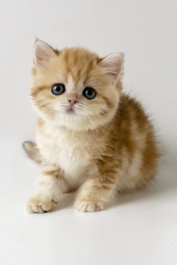 Xanita | british shorthair kitten