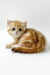 Xanita | british shorthair kitten