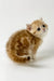 Xanita | british shorthair kitten