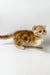 Xanita | british shorthair kitten