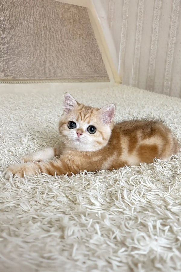 Xanita | british shorthair kitten