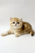 Xanita | british shorthair kitten