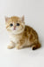 Xanita | british shorthair kitten