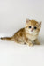 Xanita | british shorthair kitten