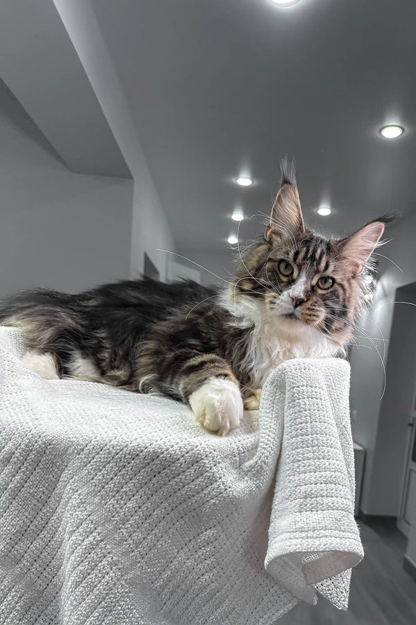 Cute Maine Coon kitten Xanter with adorable ear tufts and fluffy fur