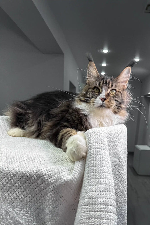 Xanter Maine Coon Kitten with adorable ear tufts and fluffy fur looking cute