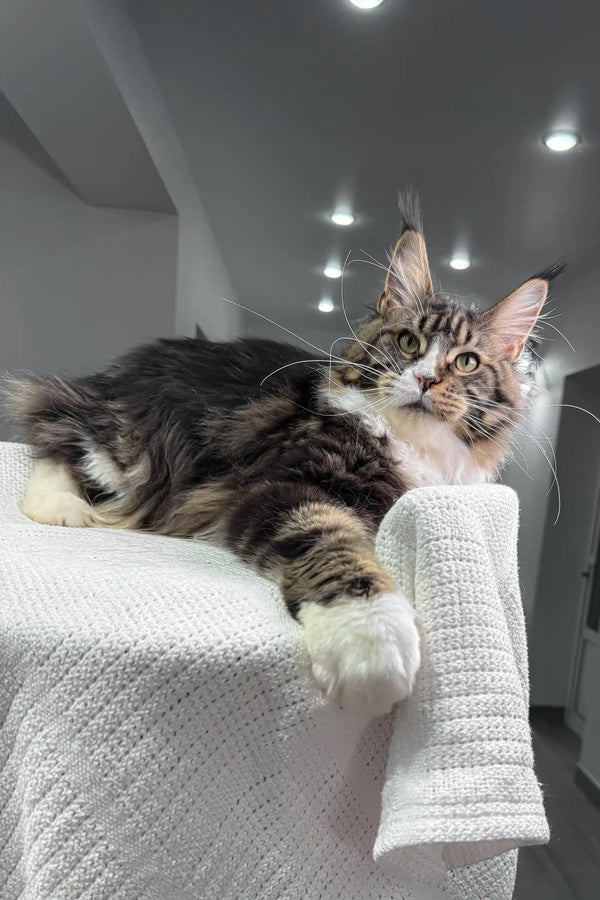 Cute Maine Coon kitten with white paws in Xanter product display