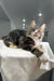 Maine Coon kitten Xanter relaxing on soft white fabric, looking adorable and fluffy