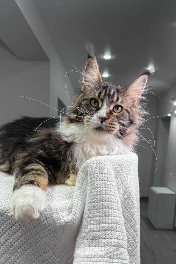 Maine Coon cat showing off long whiskers on the Xanter Maine Coon Kitten product