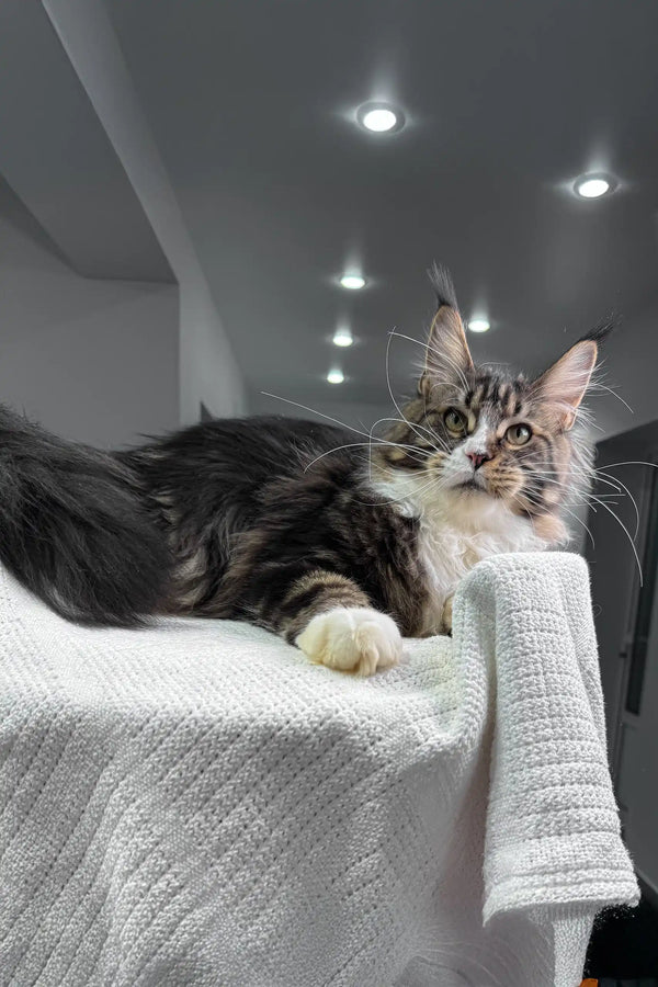 Adorable Maine Coon kitten from Xanter, perfect for feline lovers everywhere