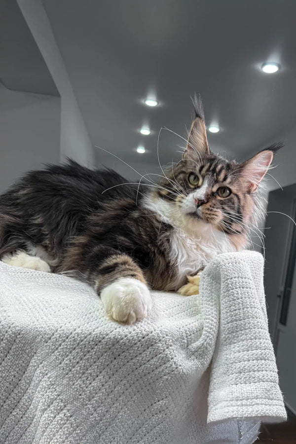 Cute Maine Coon Kitten from Xanter showcasing its fluffy fur and playful personality