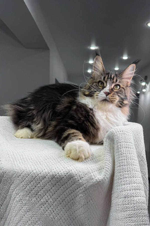 Maine Coon kitten with ear tufts from Xanter, showcasing its fluffy charm
