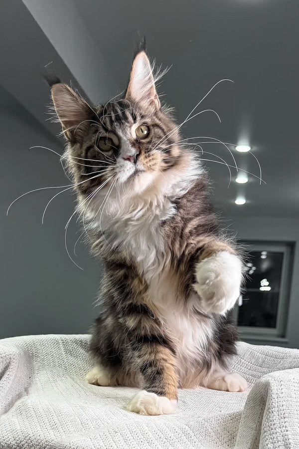 Majestic Maine Coon cat with fluffy grey-and-white fur for Xanter Maine Coon Kitten