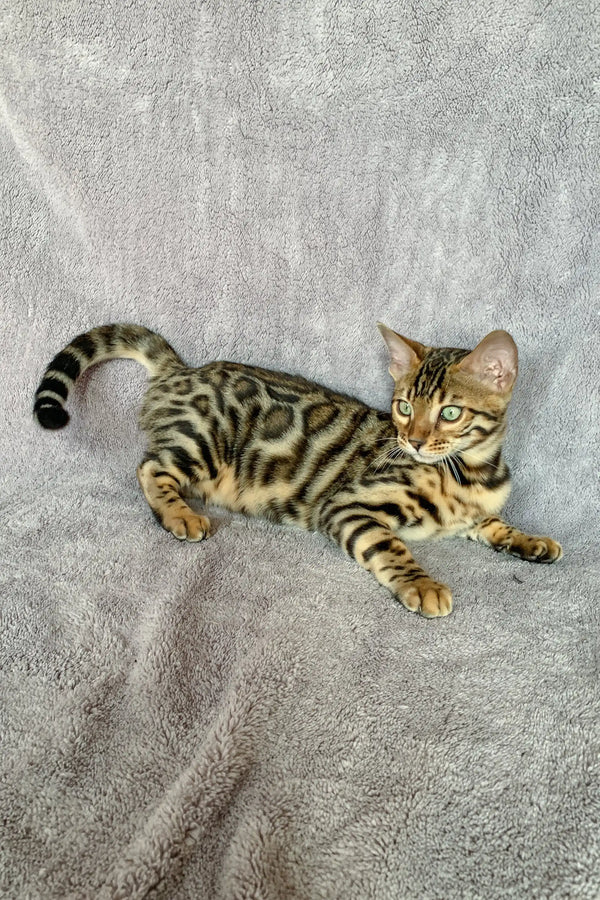 Bengal kitten Xanthe showcasing stunning rosette markings and playful personality