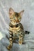 Adorable Spotted Bengal kitten named Xanthe showcasing its playful personality