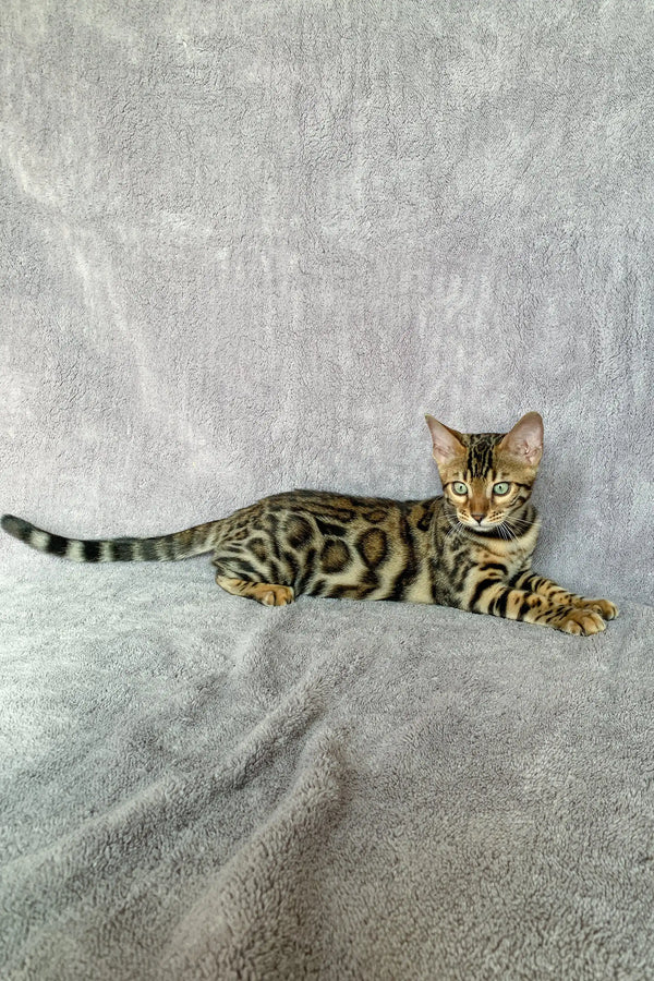 Spotted Bengal cat from the Xanthe Bengal Kitten collection, showcasing its stunning coat