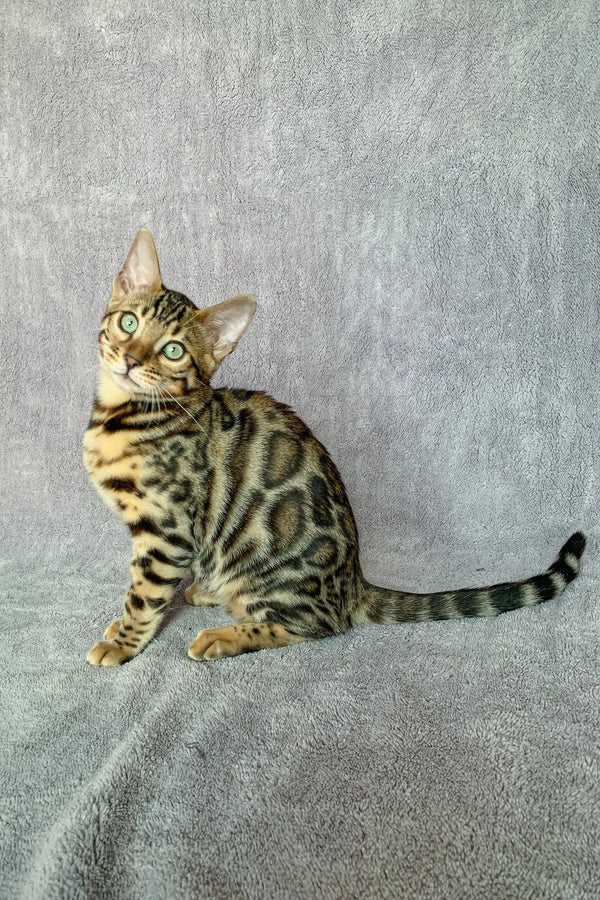 Spotted Bengal cat with green eyes featured in Xanthe Bengal Kitten product