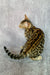 Spotted Bengal cat in Xanthe Bengal Kitten product, showcasing its stunning coat