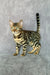 Spotted Bengal cat with green eyes featured in Xanthe Bengal Kitten product