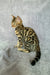 Spotted Bengal cat from the Xanthe Bengal Kitten collection, super adorable and playful