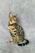 Spotted and striped Bengal cat showcasing the adorable Xanthe Bengal Kitten product