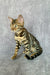 Bengal kitten with a striped coat from the Xanthe collection. Adorable and playful!