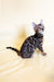 Bengal cat with marble-patterned grey coat sitting pretty for Xanti Bengal Kitten