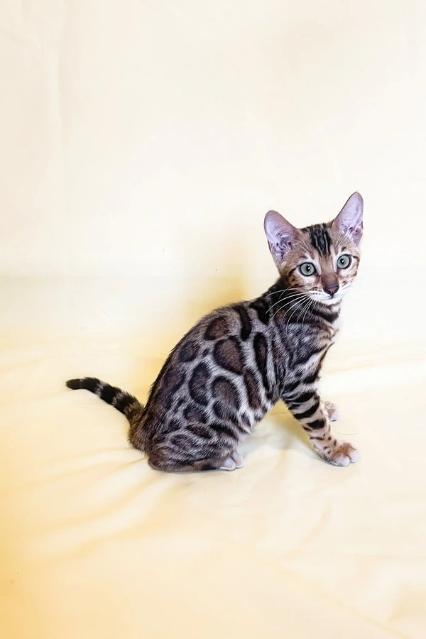 Bengal cat showcasing gorgeous marble-patterned gray coat in Xanti Bengal Kitten