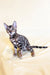 Bengal kitten with striped markings and alert look in Xanti product display